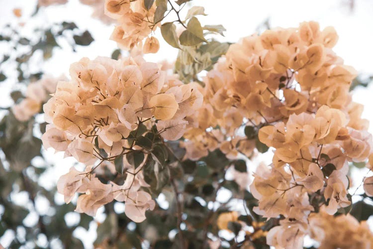Bougainvillea Dream by Anita's & Bella's Art wall art