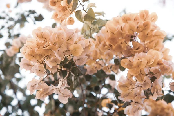 Anita's & Bella's Art: Bougainvillea Dream by Anita's & Bella's Art