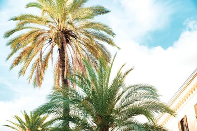 Bella Roma - Palm In Rome II by Anita's & Bella's Art framed wall art