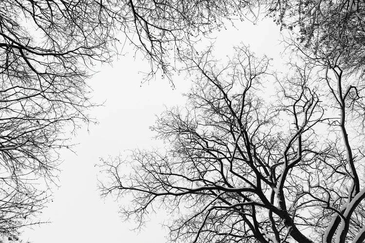 Snowy Tree Silhouettes