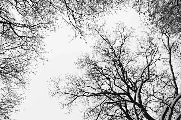 Snowy Tree Silhouettes