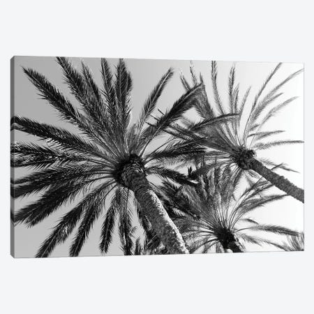 Palm Trees Bliss II Canvas Print #ABM434} by Anita's & Bella's Art Canvas Art Print