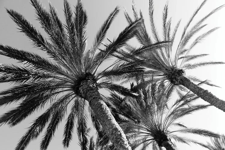 Palm Trees Bliss II by Anita's & Bella's Art wall art