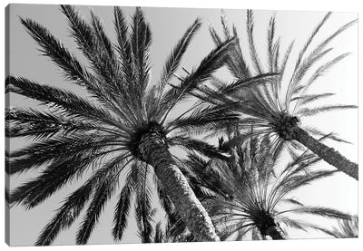 Palm Trees Bliss II Canvas Art Print - Anita's & Bella's Art