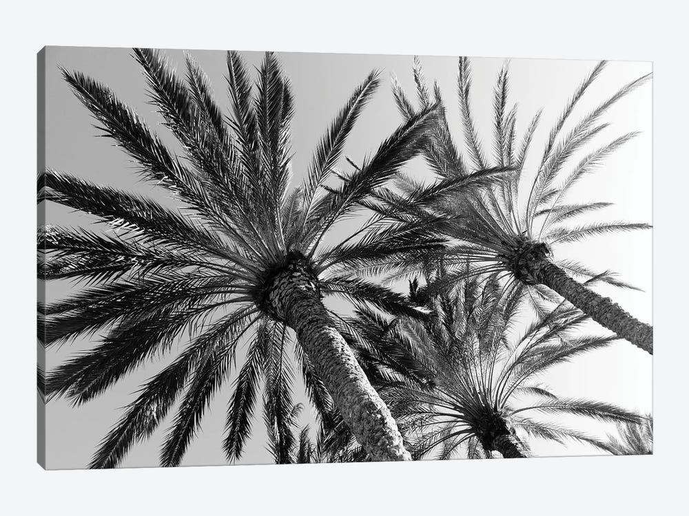 Palm Trees Bliss II by Anita's & Bella's Art 1-piece Canvas Art Print