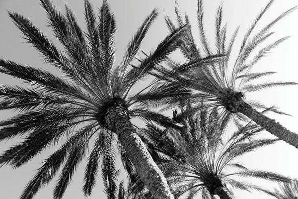 Anita's & Bella's Art: Palm Trees Bliss II by Anita's & Bella's Art