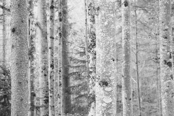 Black & White Florals: Fairytale Forest II by Anita's & Bella's Art