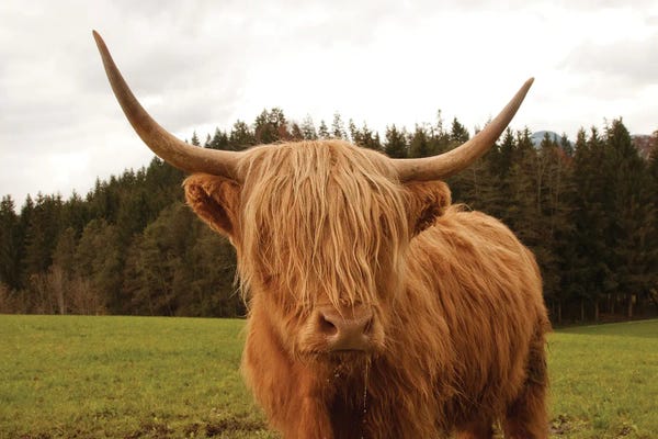 Anita's & Bella's Art: Highland Cow VII by Anita's & Bella's Art