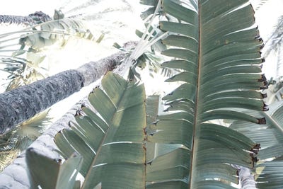 Jungle Finesse by Anita's & Bella's Art framed wall art