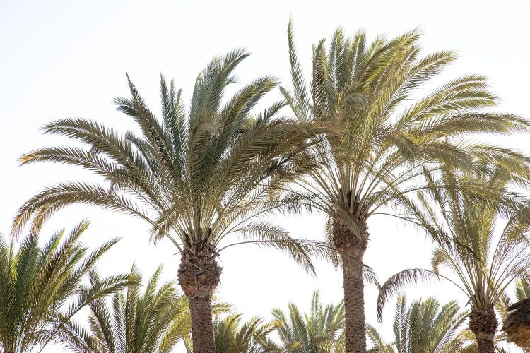 Oriental Palm Trees