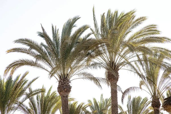 Oriental Palm Trees