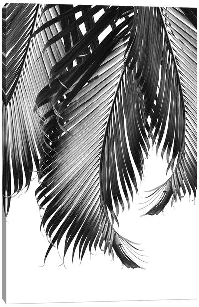 Palm Leaves Finesse II Canvas Art Print - Anita's & Bella's Art