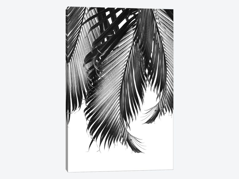 Palm Leaves Finesse II by Anita's & Bella's Art 1-piece Canvas Artwork