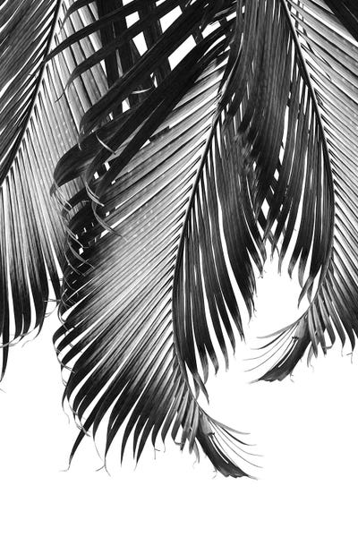 Minimalist Photography: Palm Leaves Finesse II by Anita's & Bella's Art