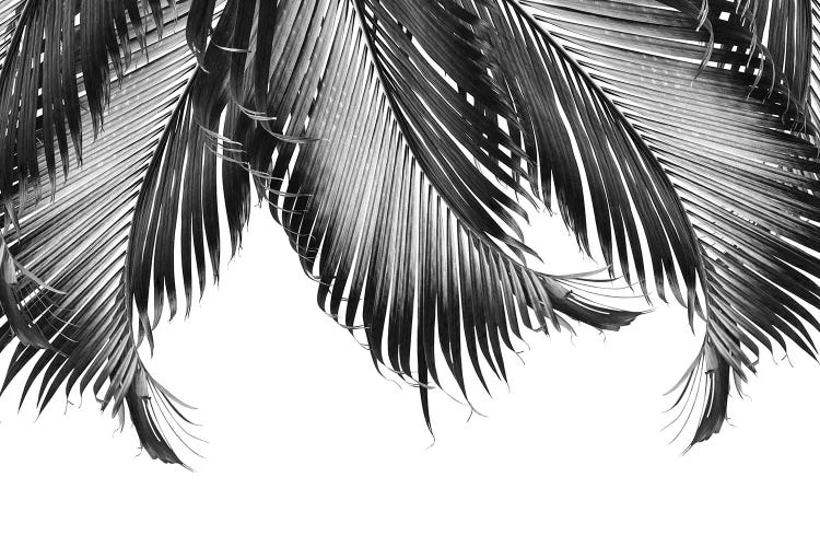 Palm Leaves Finesse III