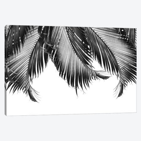 Palm Leaves Finesse III Canvas Print #ABM447} by Anita's & Bella's Art Canvas Wall Art