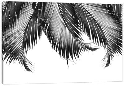 Palm Leaves Finesse III Canvas Art Print - Anita's & Bella's Art