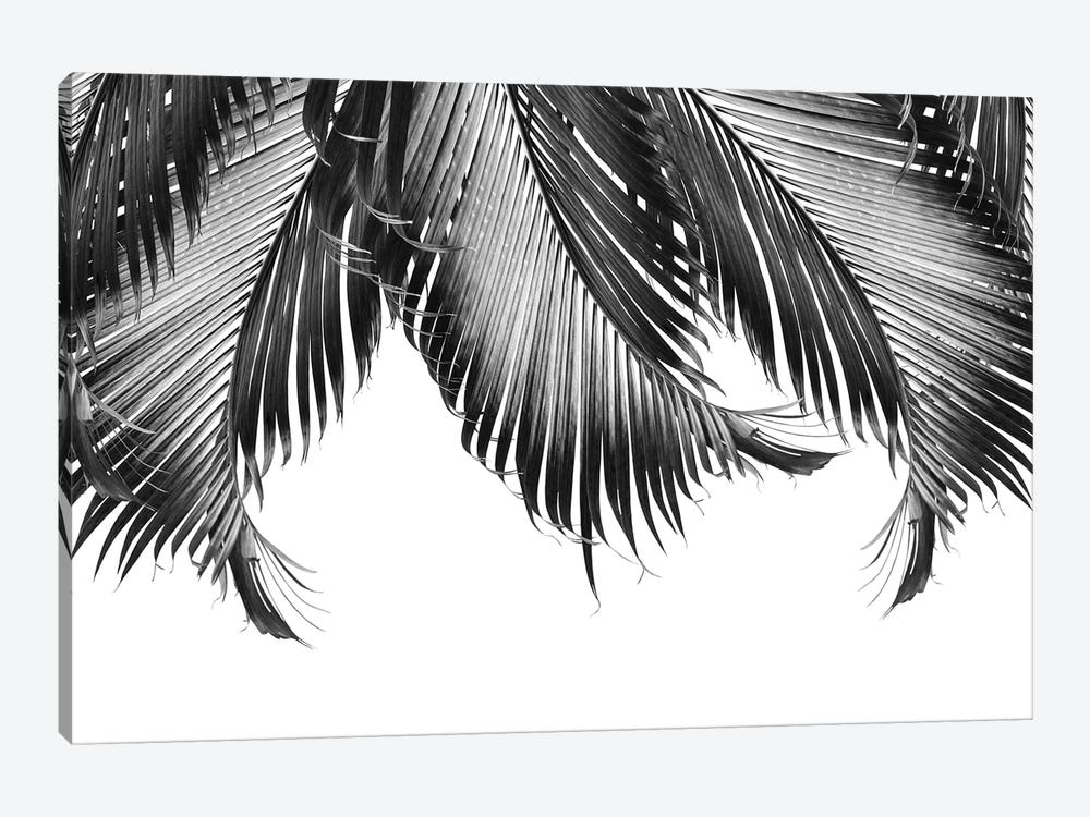 Palm Leaves Finesse III by Anita's & Bella's Art 1-piece Canvas Print