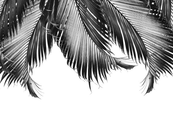 Minimalist Photography: Palm Leaves Finesse III by Anita's & Bella's Art