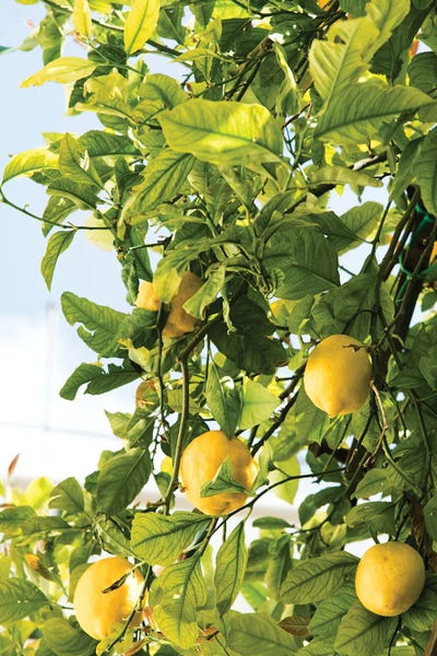 Anita's & Bella's Art: Amalfi Lemon Dream II by Anita's & Bella's Art