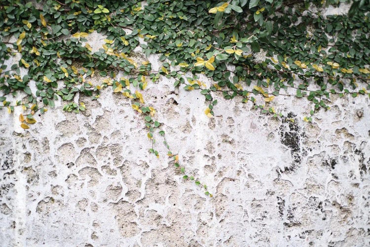 Rustic Leafy Positano Wall I