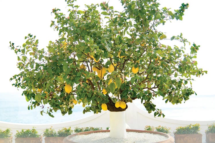 Lemon Tree In Positano I