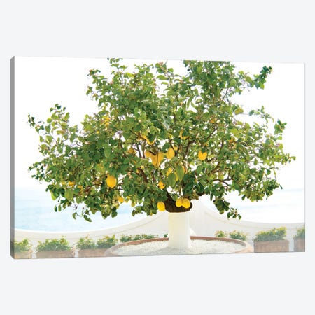 Lemon Tree In Positano I Canvas Print #ABM482} by Anita's & Bella's Art Art Print