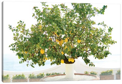 Lemon Tree In Positano I Canvas Art Print - Lemon & Lime Art