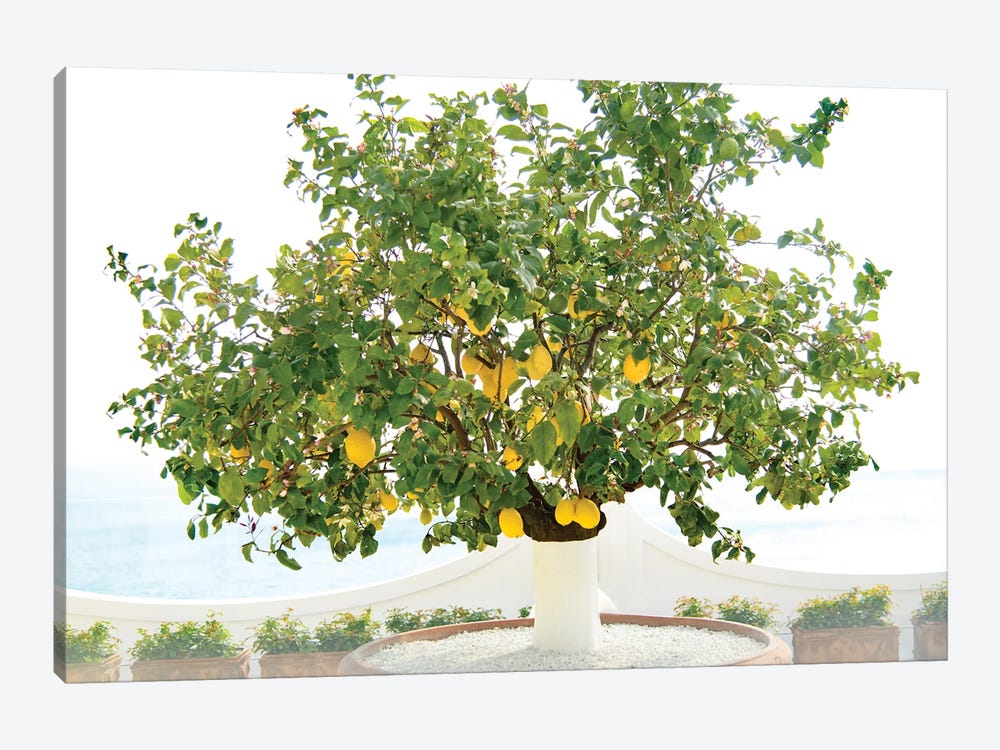 Lemon Tree In Positano I by Anita's & Bella's Art 1-piece Canvas Wall Art