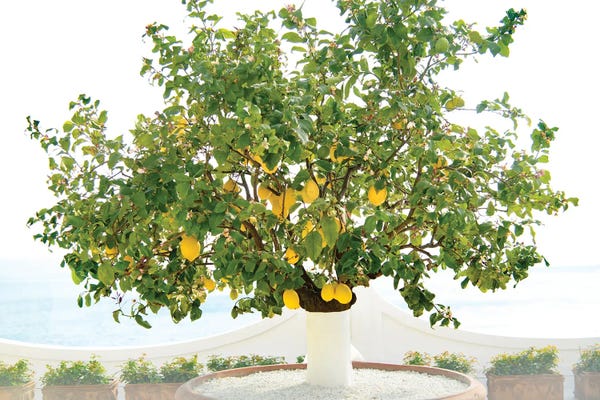Lemons & Limes: Lemon Tree In Positano I by Anita's & Bella's Art