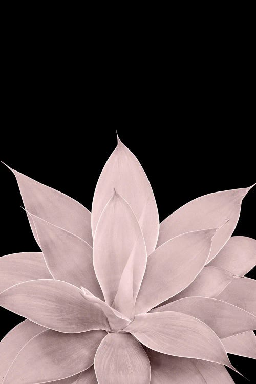 Blush Agave On Black I