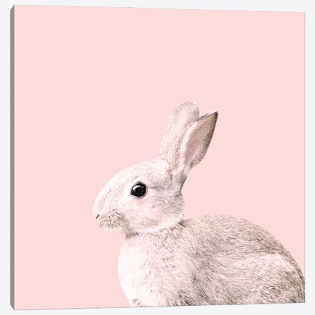 Blush Baby Bunny I Canvas Print #ABM49} by Anita's & Bella's Art Canvas Print