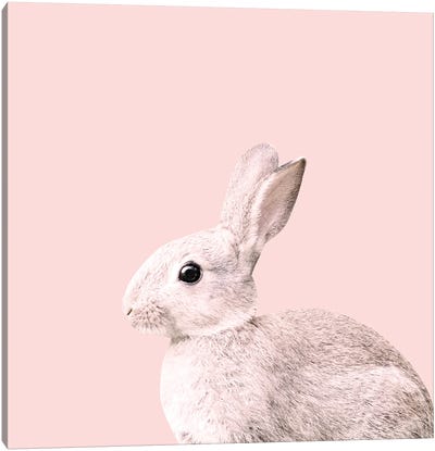 Blush Baby Bunny I Canvas Art Print - Anita's & Bella's Art