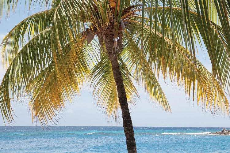 Caribbean Palm Tree Beach Vibes I