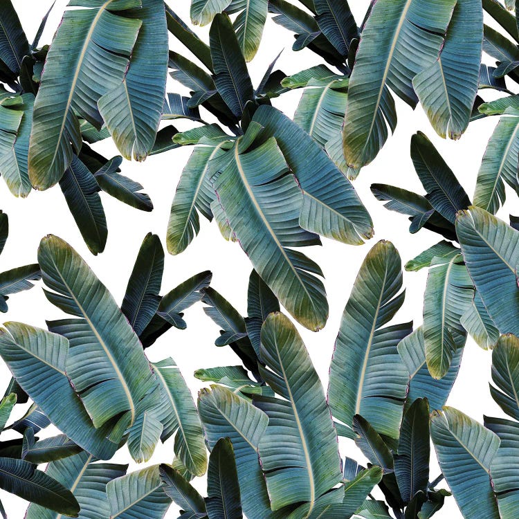 Tropical Banana Leaves Jungle IV