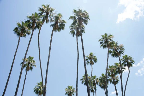 Anita's & Bella's Art: Under The Palm Trees III by Anita's & Bella's Art
