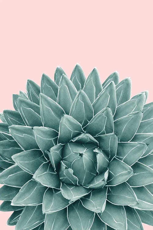 Blush Green Agave Chic I