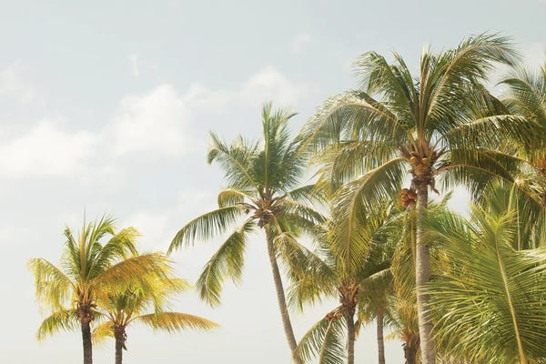 Caribbean Palm Trees III Beach Vibes
