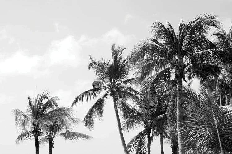 Caribbean Palm Trees IV Beach Vibes by Anita's & Bella's Art wall art
