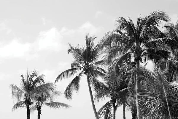 Caribbean Palm Trees IV Beach Vibes