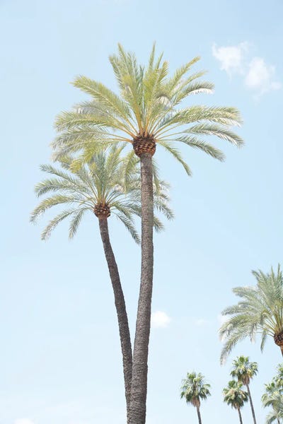 Palm Trees Beauty I by Anita's & Bella's Art framed wall art