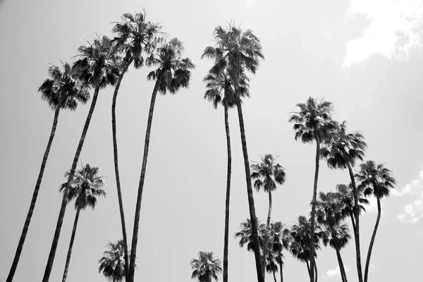 Palm Trees: Under The Palm Trees V by Anita's & Bella's Art