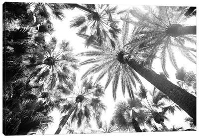 Under The Palm Trees VIII Canvas Art Print - Anita's & Bella's Art