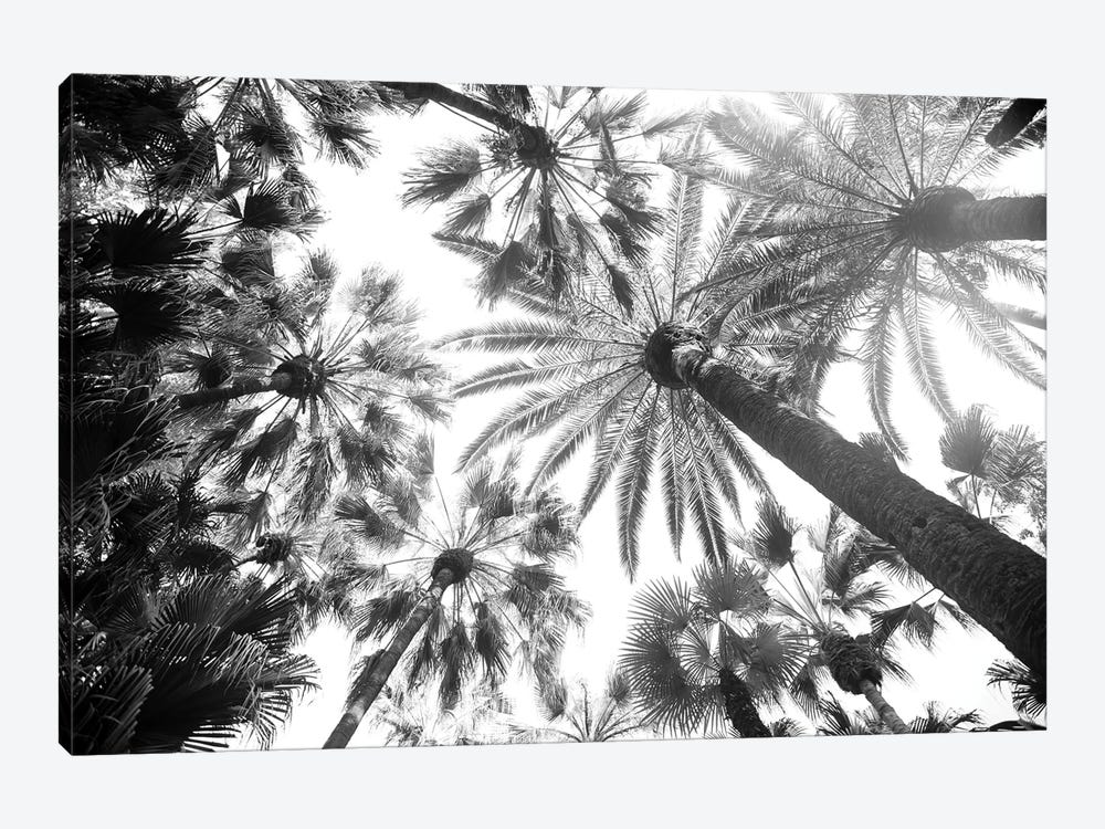 Under The Palm Trees VIII by Anita's & Bella's Art 1-piece Canvas Art