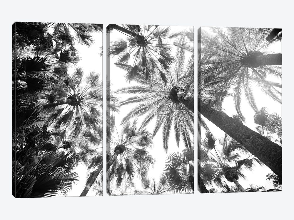Under The Palm Trees VIII by Anita's & Bella's Art 3-piece Canvas Art