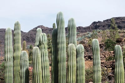 Cactus Oasis III by Anita's & Bella's Art framed wall art