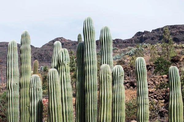 Anita's & Bella's Art: Cactus Oasis III by Anita's & Bella's Art