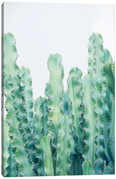 Cacti Dream II Canvas Art Print - Anita's & Bella's Art
