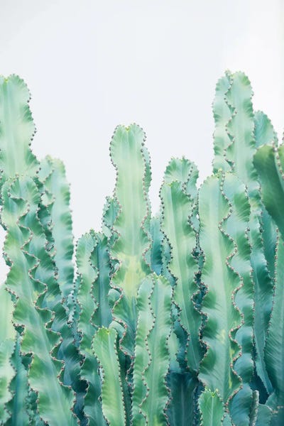 Anita's & Bella's Art: Cacti Dream II by Anita's & Bella's Art