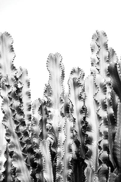 Anita's & Bella's Art: Cacti Dream V by Anita's & Bella's Art